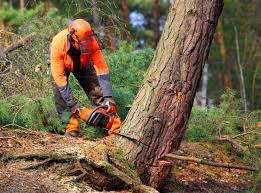 Best Stump Grinding and Removal  in Savannah, TN